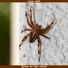 Die Spinne an der Wand