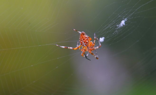 die Spinne an unserem Hauseingang