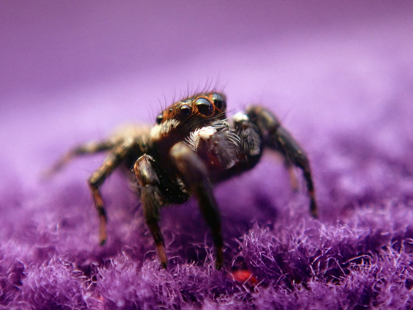 Die Spinne auf dem Handtuch