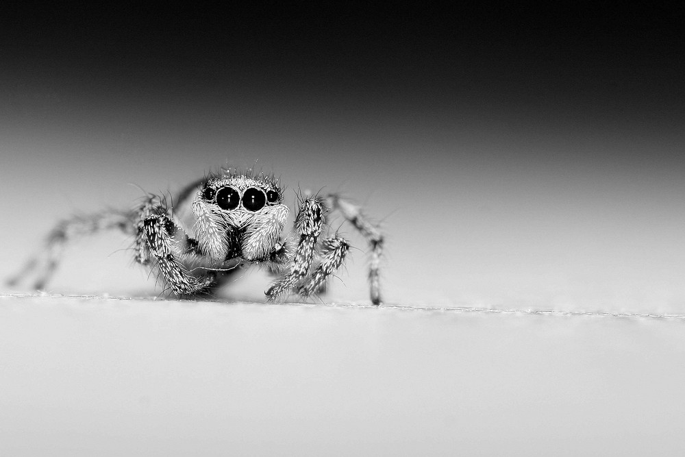 Die Spinne auf der Fensterbank 2