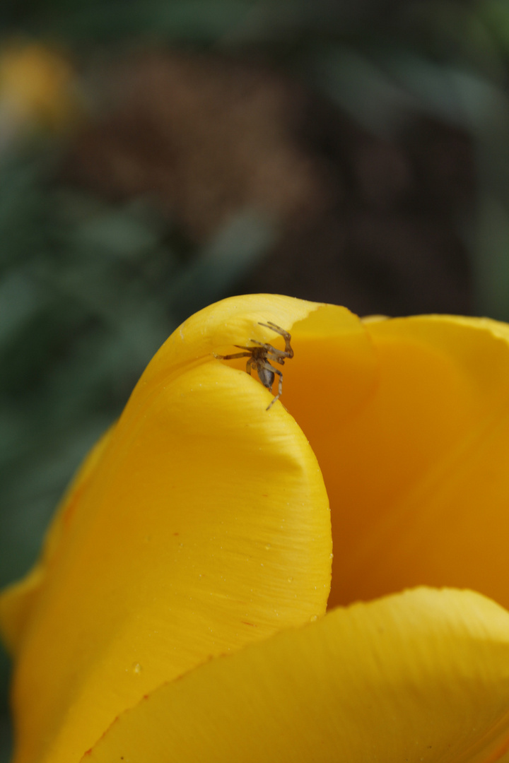 Die Spinne auf der gelben Tulpe