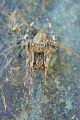 Die Spinne auf der Statue