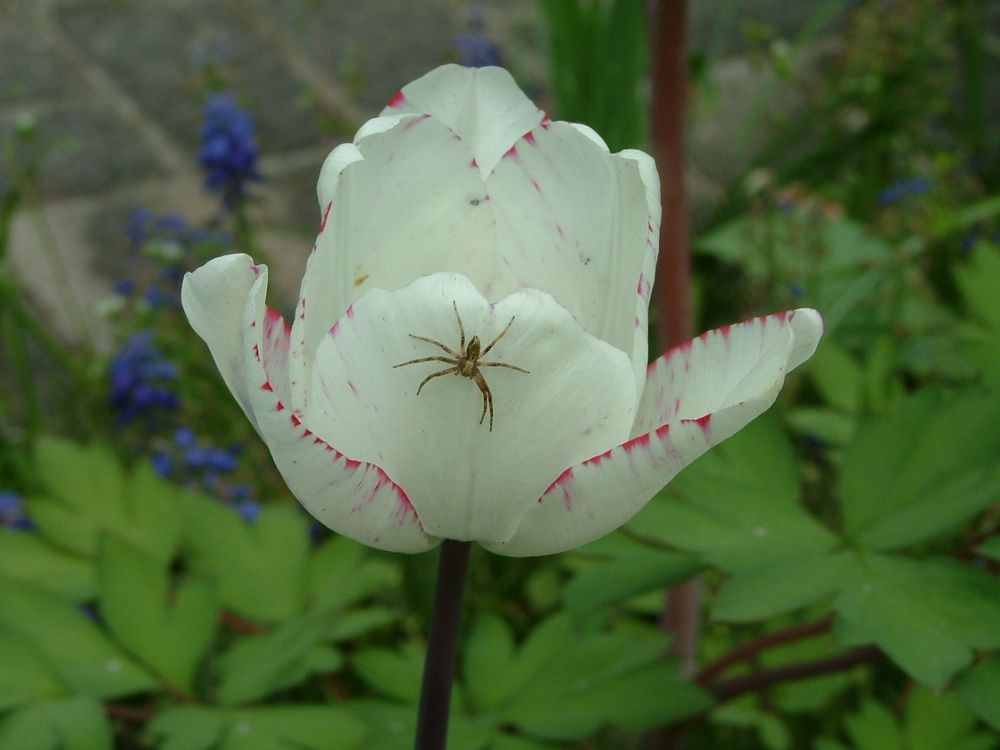 Die Spinne auf der Tulpe