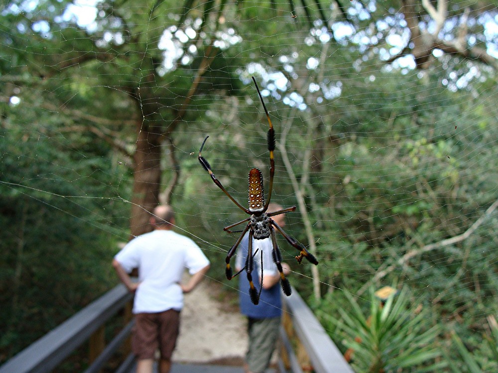 Die Spinne auf Florida