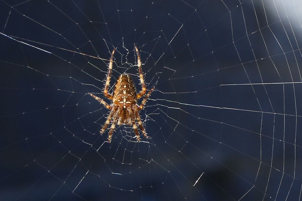 ... die Spinne aus "Spinne und Katze"