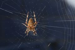 ... die Spinne aus "Spinne und Katze" rausvergrößert
