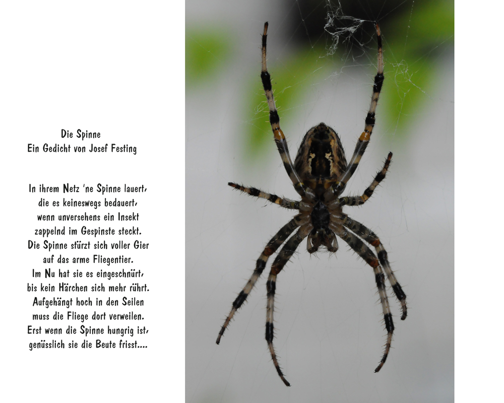 Die Spinne