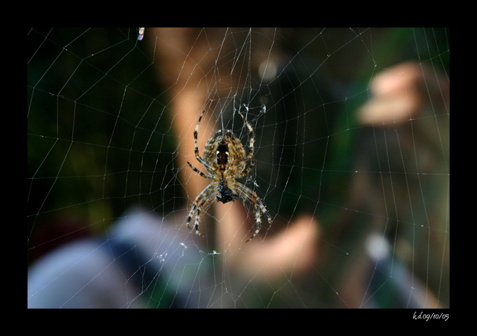 Die Spinne beim Mittagessen und ich beim Knipsen...