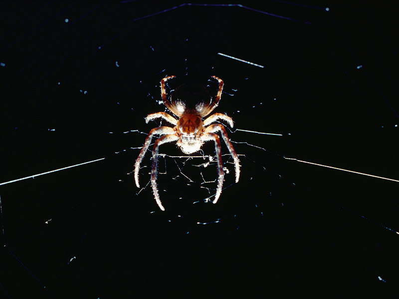 Die Spinne Beukela