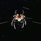 Die Spinne Beukela