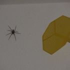 Die Spinne des Grauen im Größenvergleich