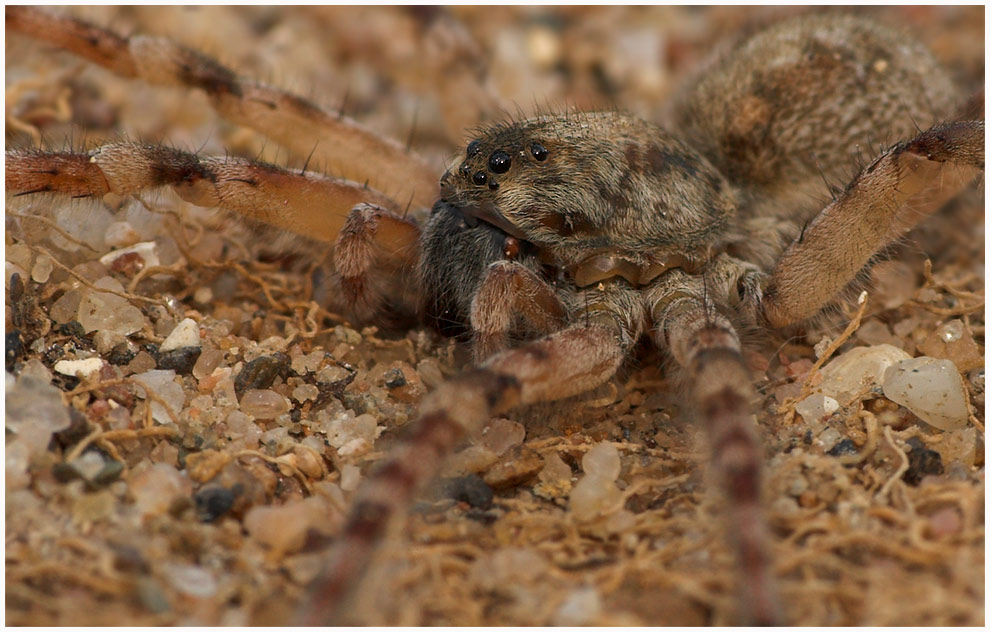 Die Spinne des Jahres 2007