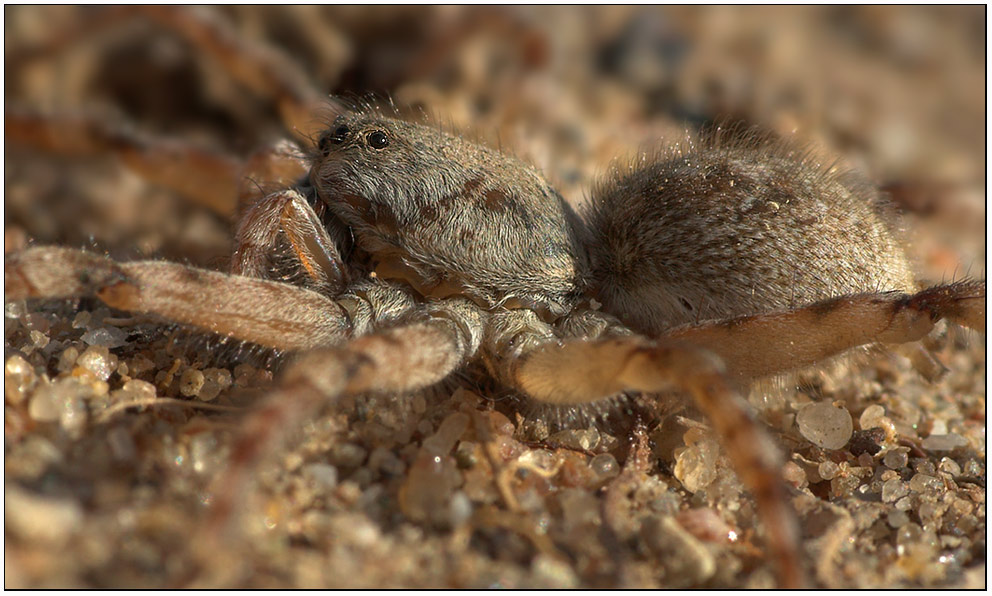 Die Spinne des Jahres 2007