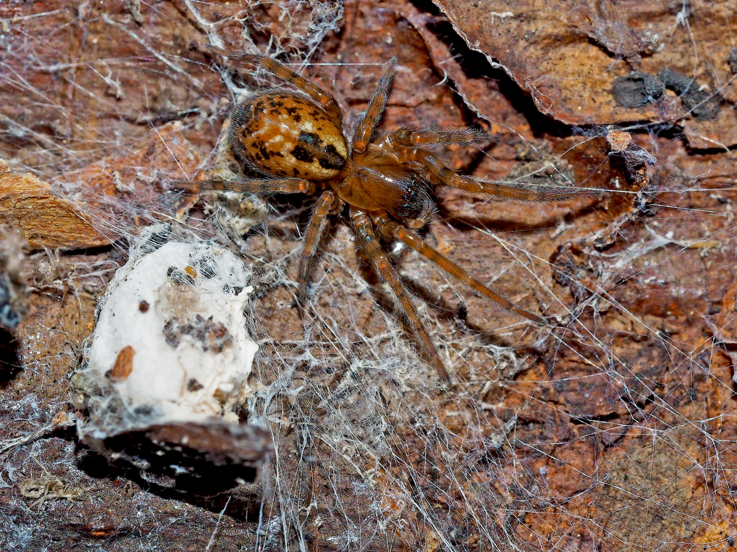 Die Spinne, die in der Finsternis lebt ... (1. Makro)