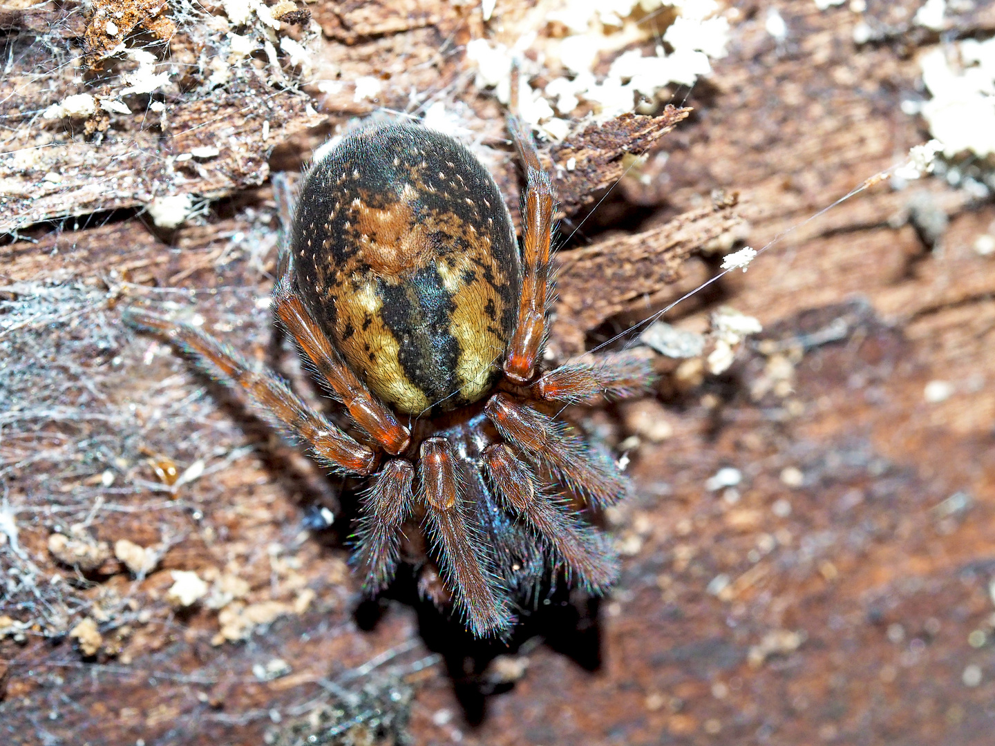 Die Spinne, die in der Finsternis lebt ... (2. Makro)