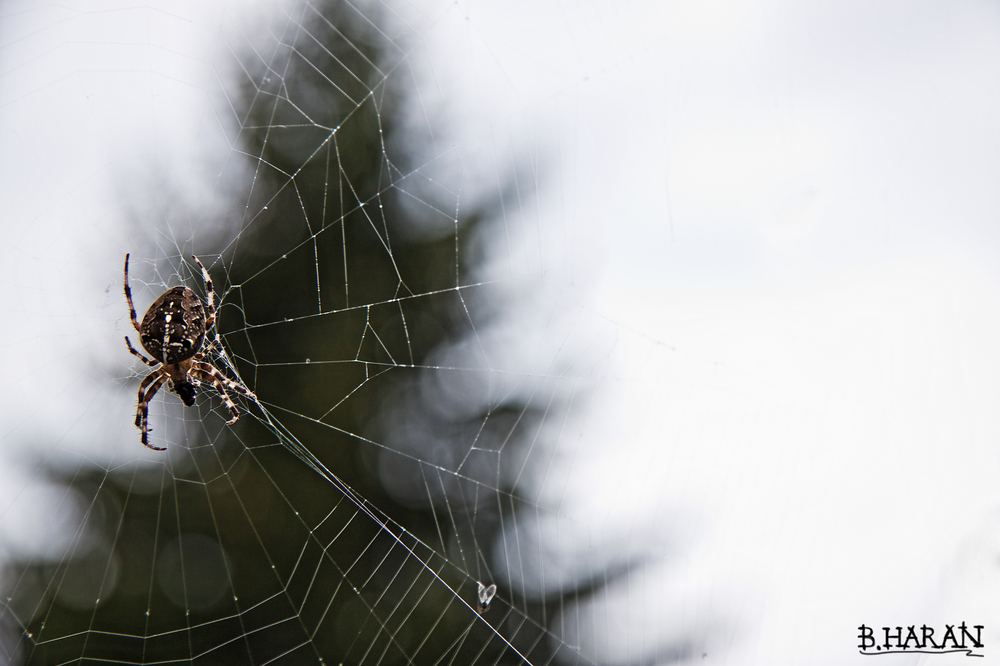 Die Spinne die mich überraschte