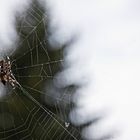 Die Spinne die mich überraschte