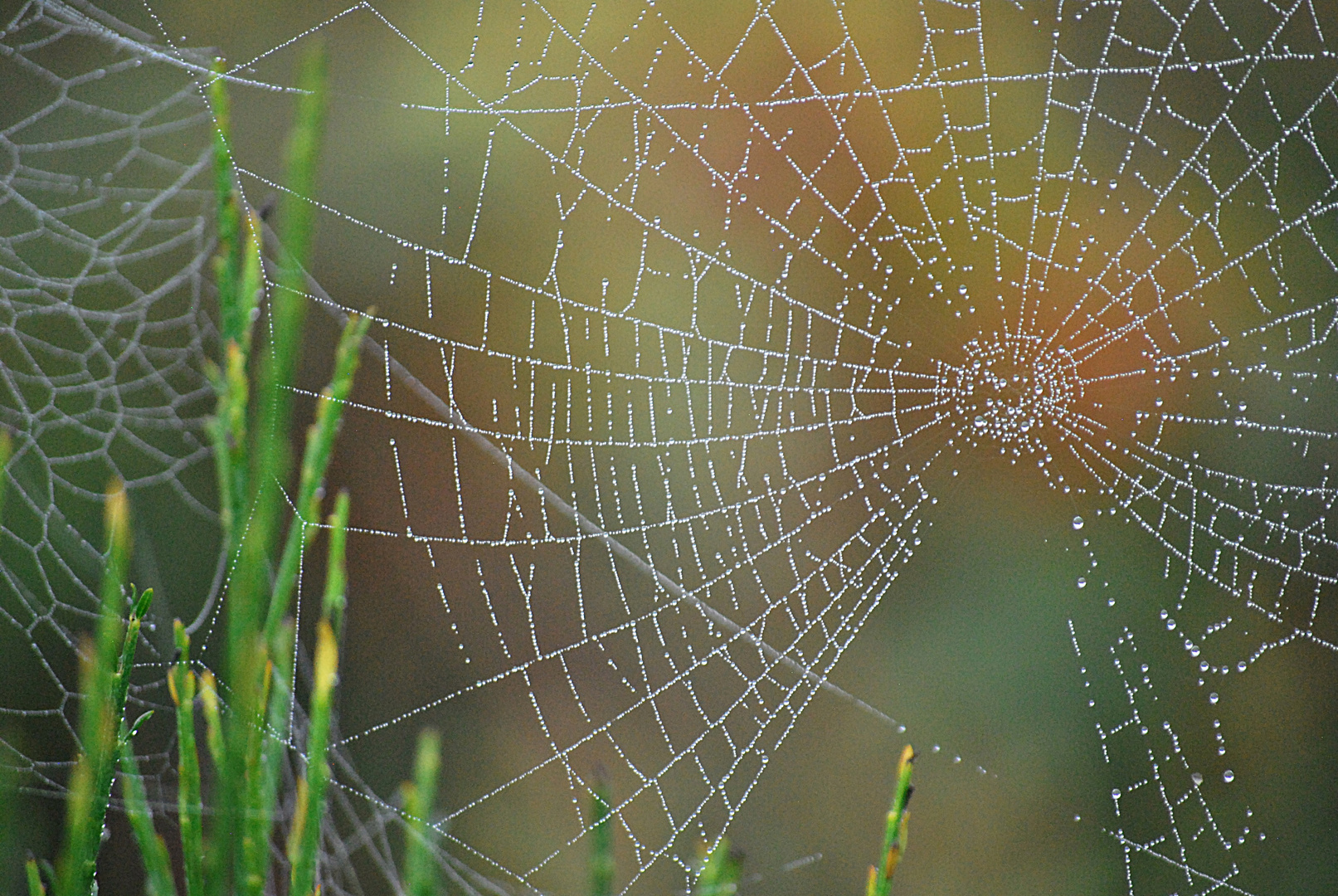 Die Spinne hat Ausgang, ...