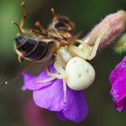 Die Spinne hat ihr Frühstück gefunden