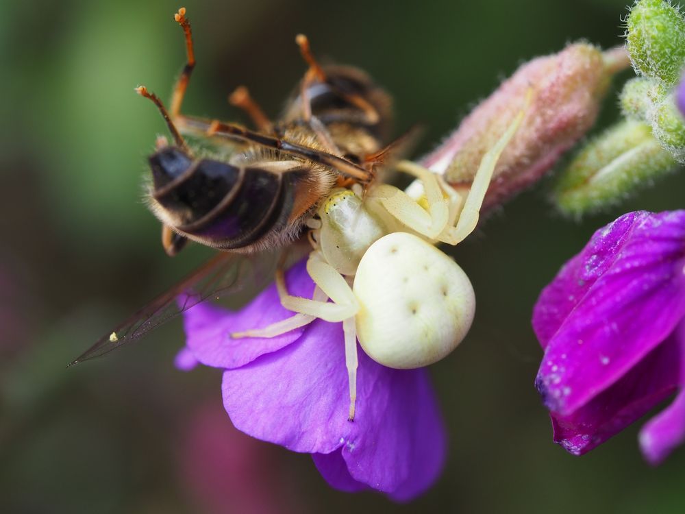 Die Spinne hat ihr Frühstück gefunden