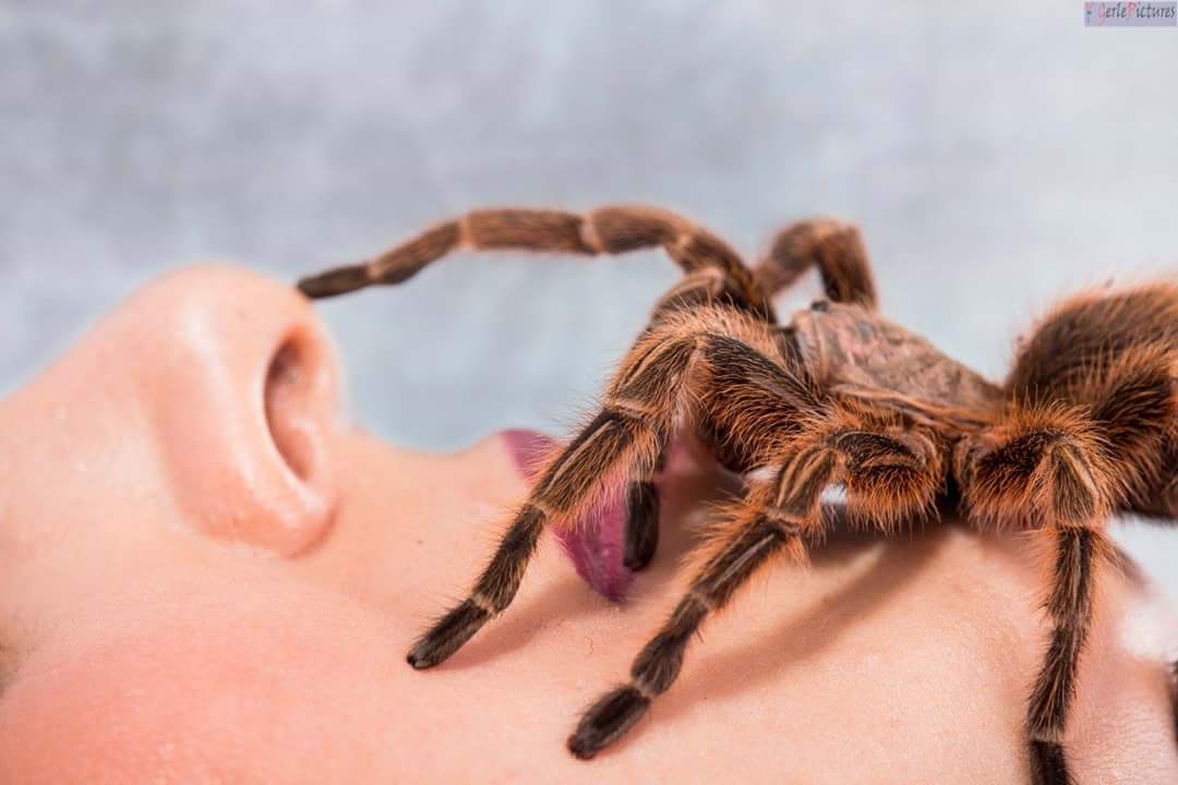 Die Spinne im Gesicht