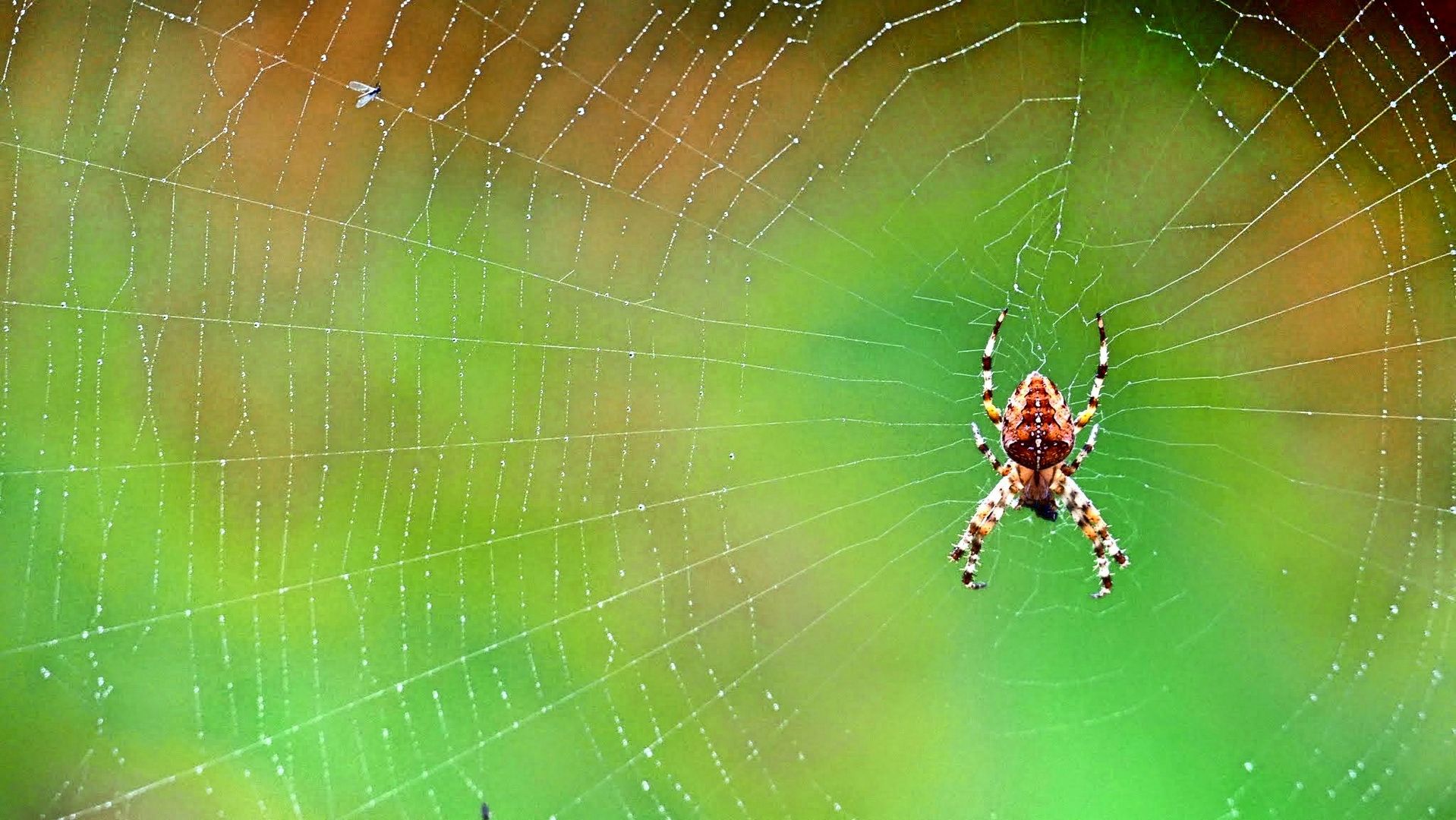 Die Spinne im im Fadenkreuz... 