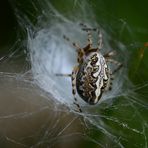 Die Spinne im Körbchen ist die Eichenblatt-Kreuzspinne