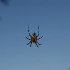 Die Spinne im Netz