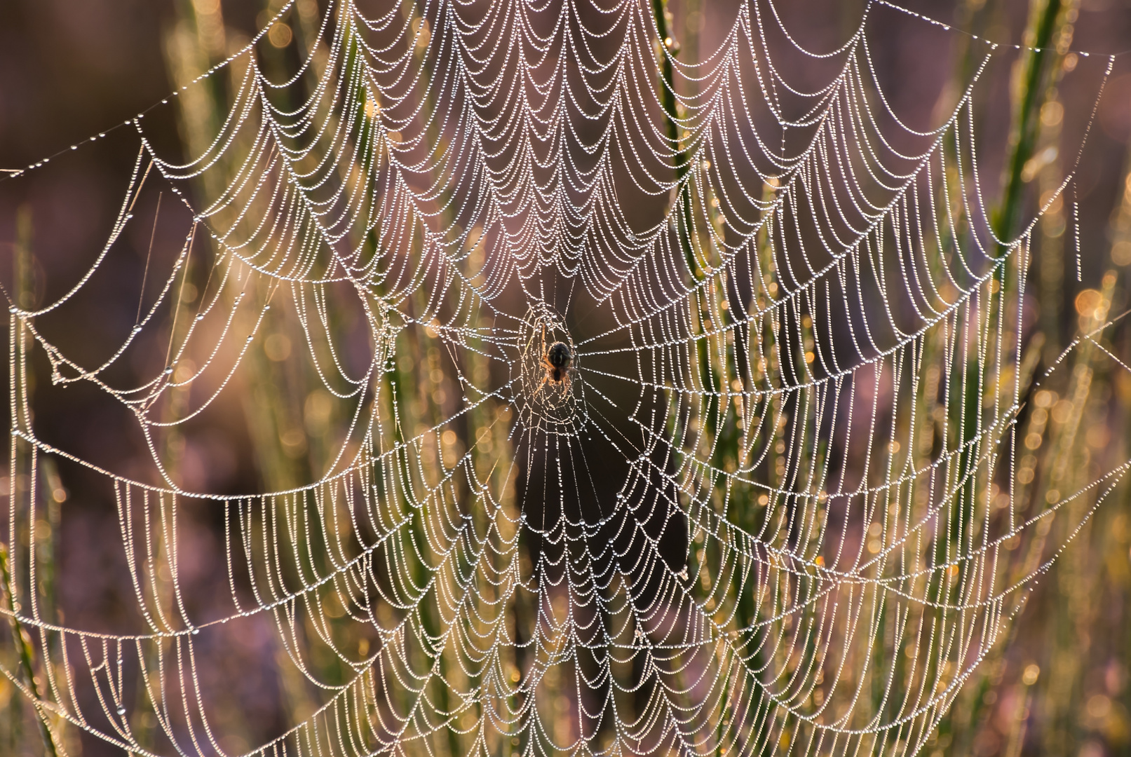 "Die Spinne im Netz"