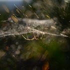 Die Spinne im Netz (4)