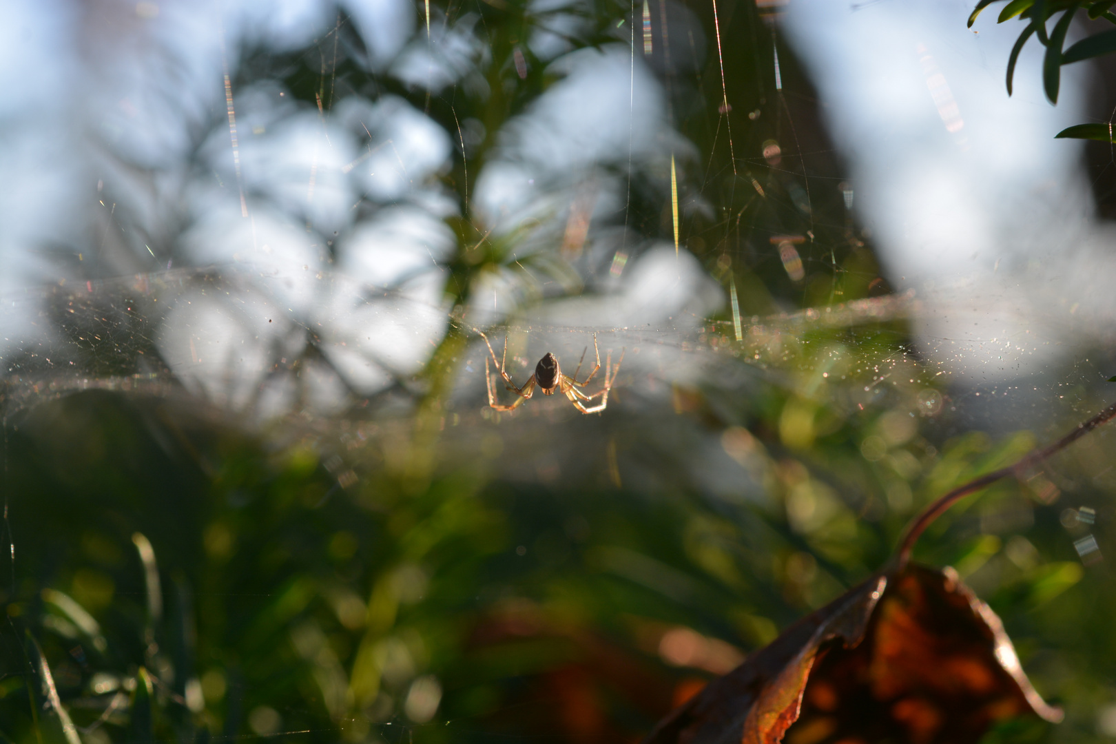 Die Spinne im Netz (5)