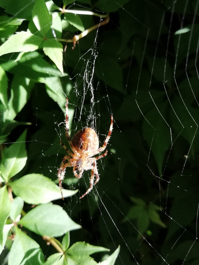 Die Spinne im Netz