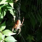 Die Spinne im Netz