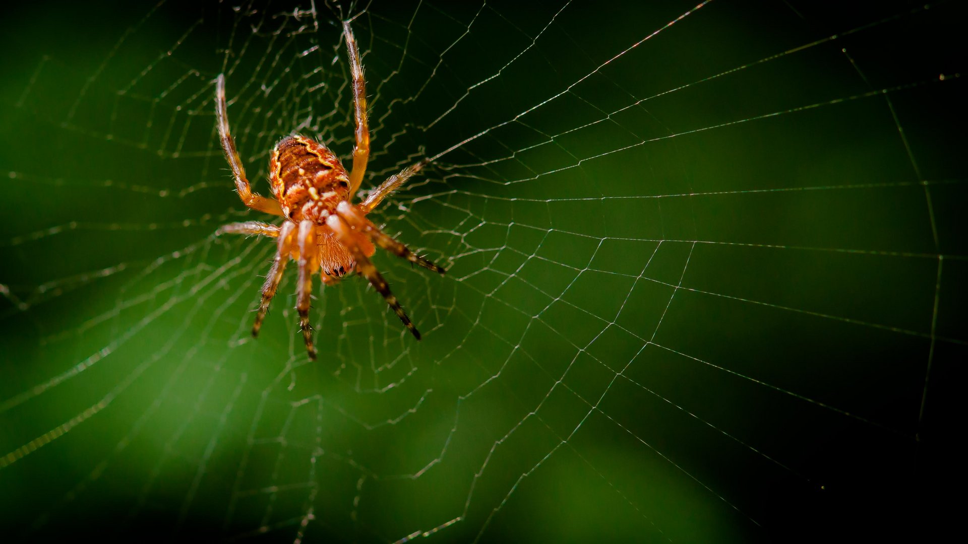 Die Spinne im Netz