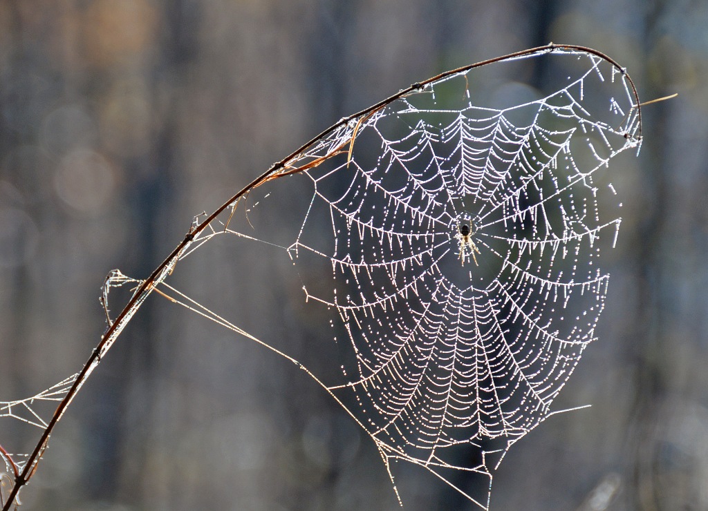 Die Spinne im Netz