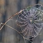 Die Spinne im Netz