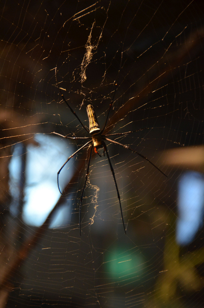 Die Spinne im Netz