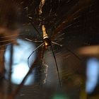 Die Spinne im Netz