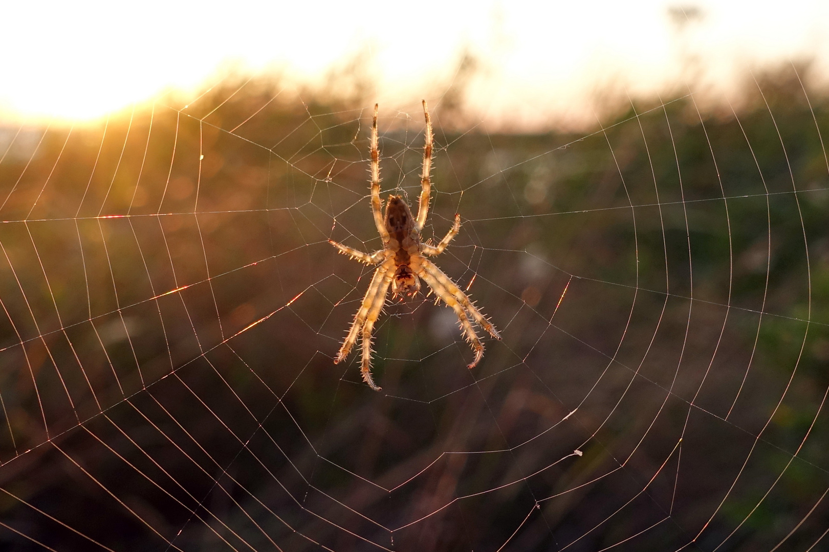 Die Spinne im Netz