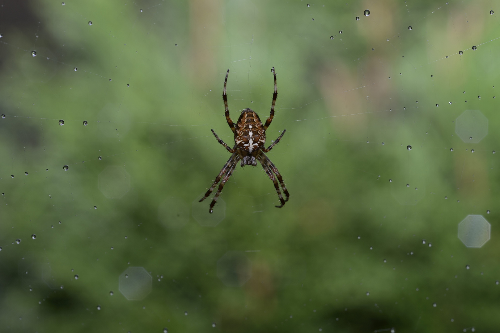 Die Spinne im Regen