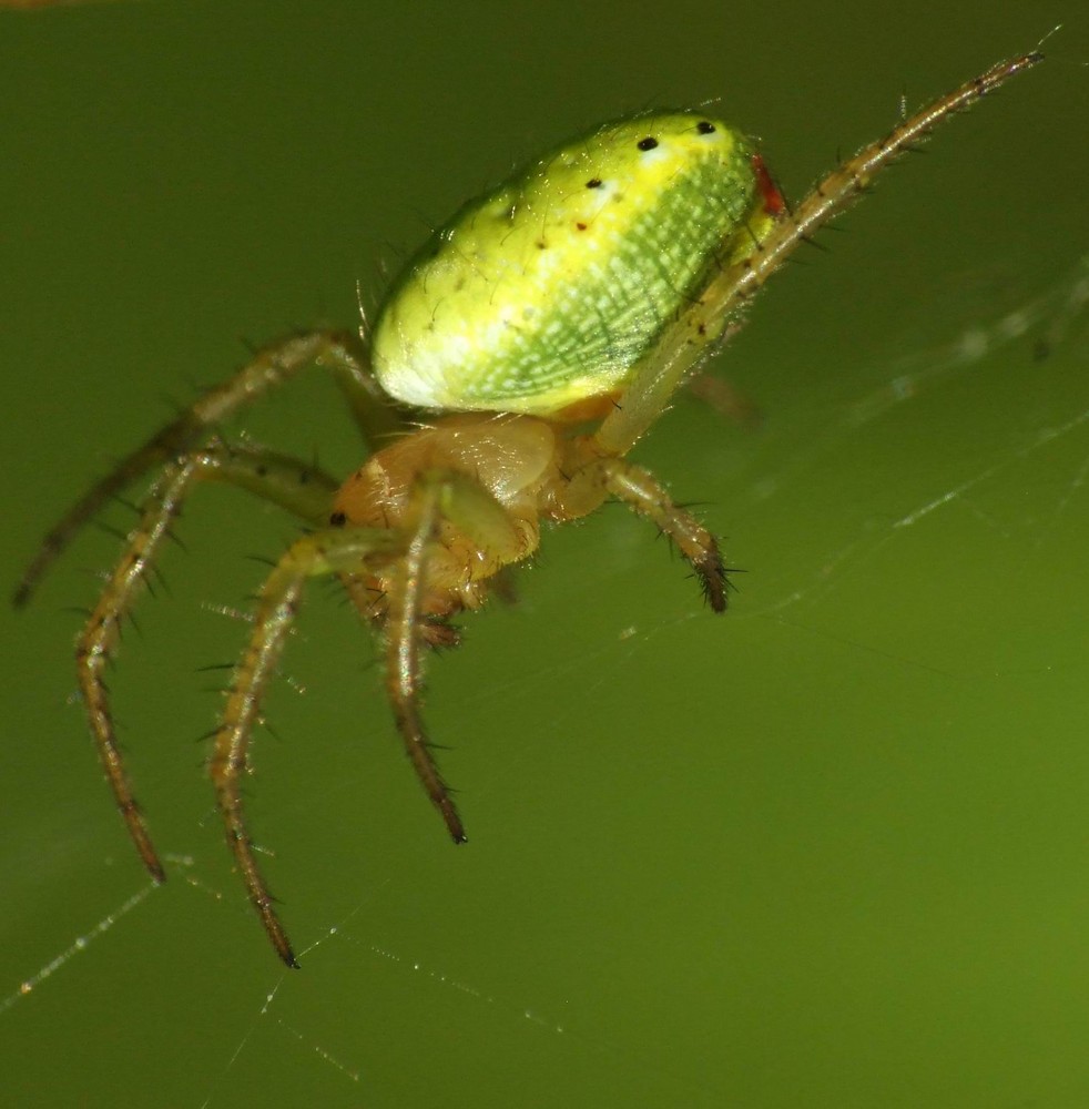 Die Spinne in Bereitschaft