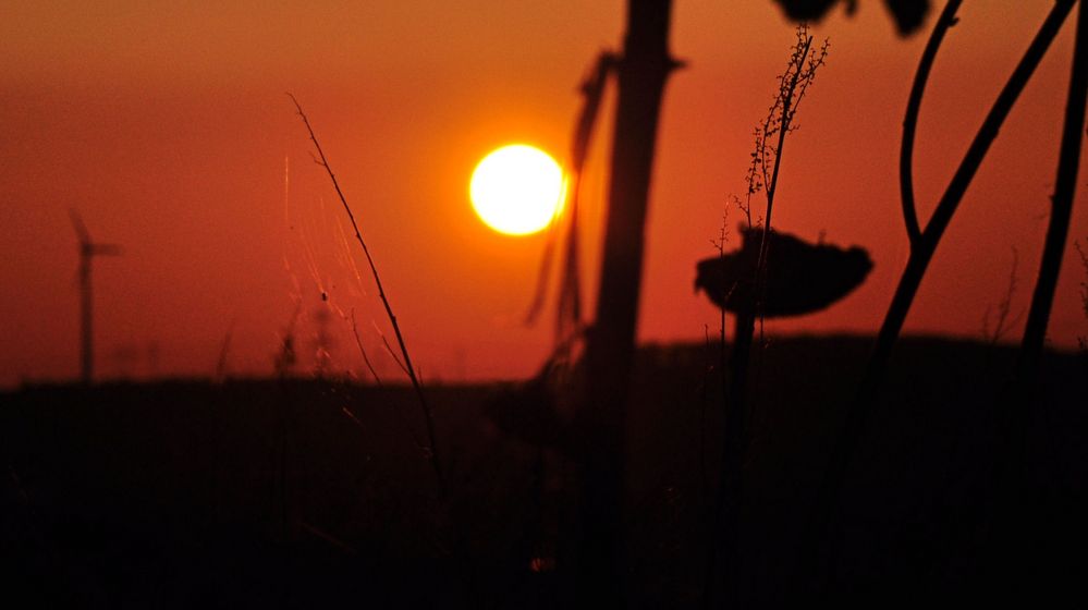 Die Spinne in der Sonne