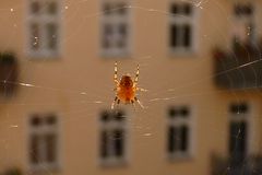 Die Spinne in meinem Fenster