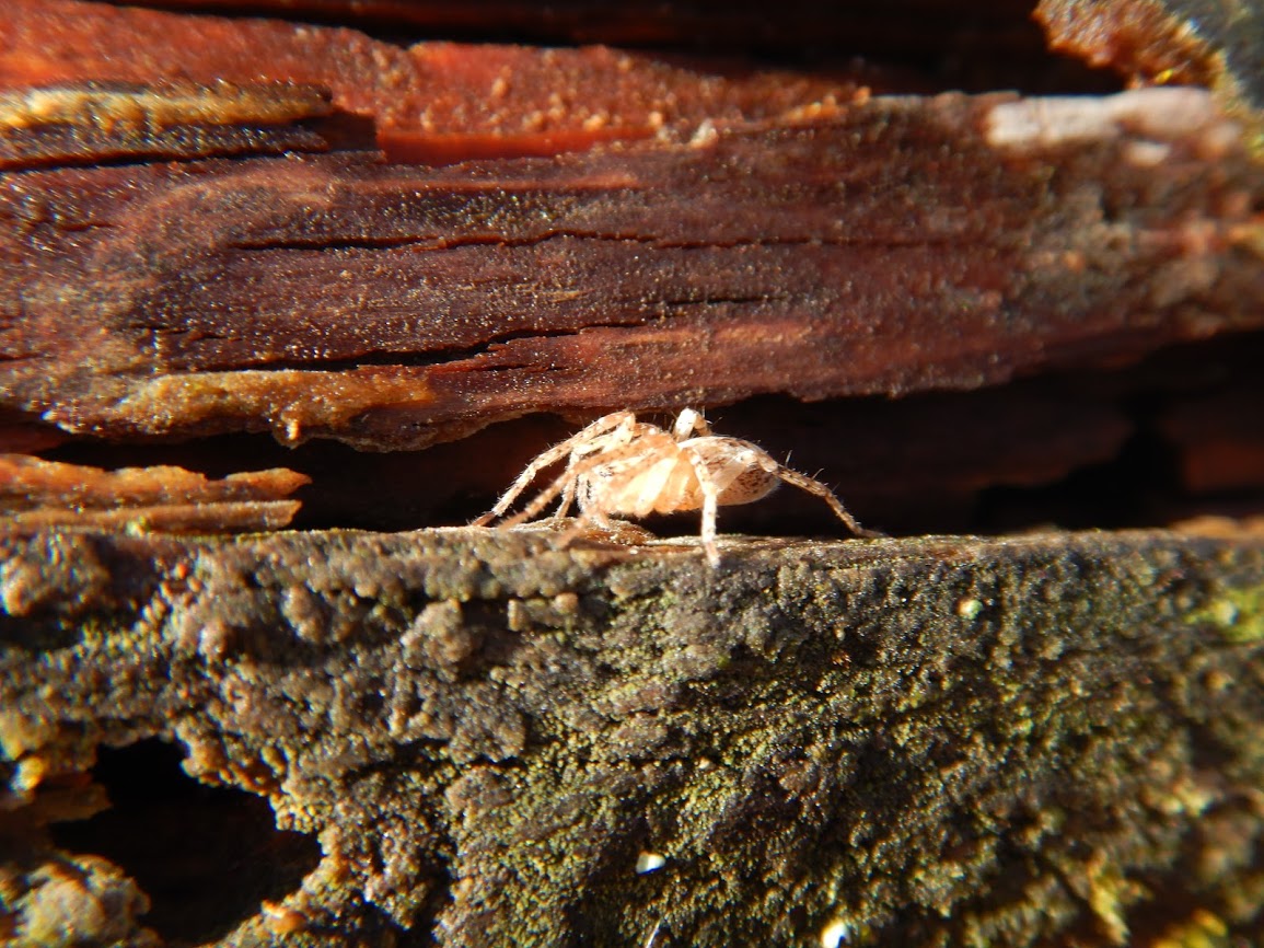 Die Spinne kommt aus ihrem Versteck