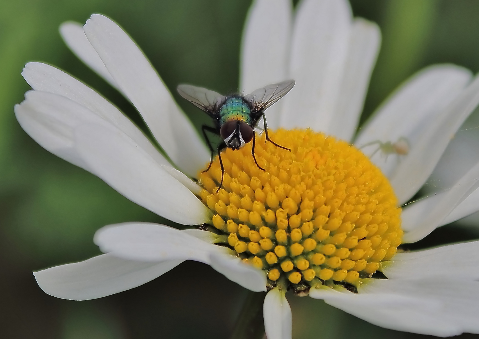 die Spinne lauert schon im Blatt