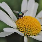 die Spinne lauert schon im Blatt