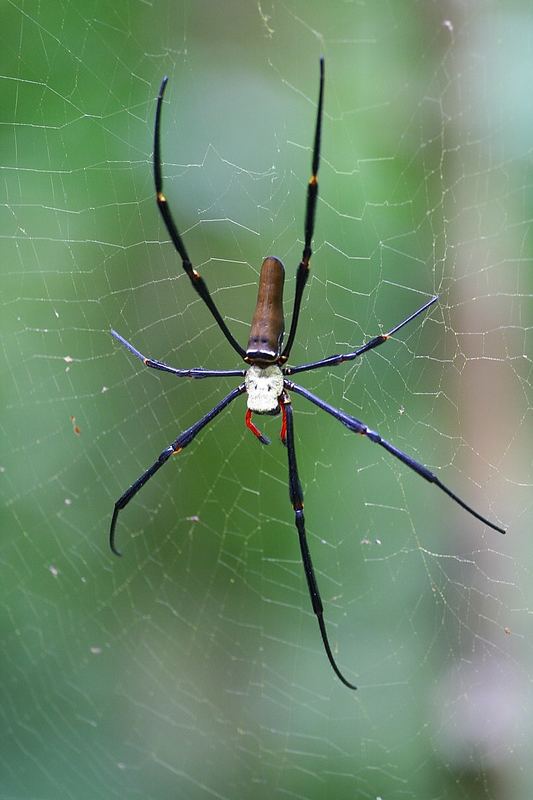 Die Spinne mit den 7 Beinen NEU*