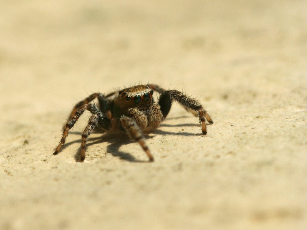 die spinne mit den schönsten augen...