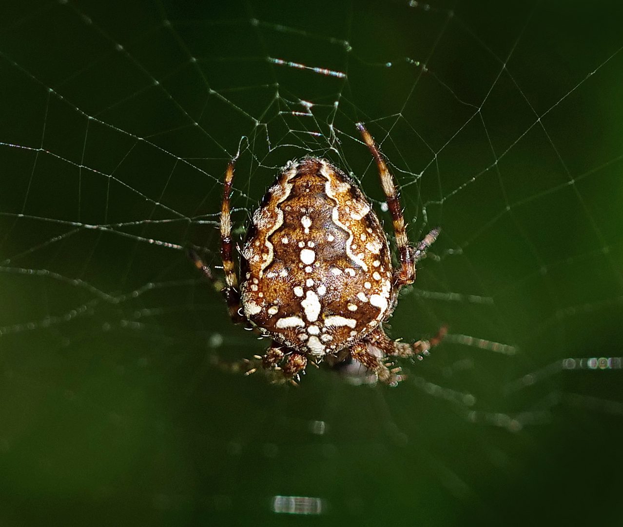 die Spinne mit Kreuz 