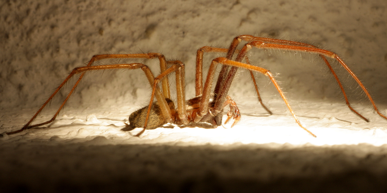 Die Spinne oh welch ein Graus, wohnt bei mir in meinem Haus